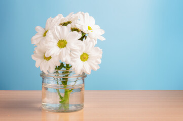 A branch of white chrysanthemums in a glass jar on the table. Blue background.