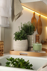 Different aromatic potted herbs on countertop in kitchen