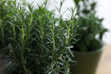 Aromatic rosemary plant on blurred background, closeup