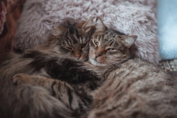 Naklejka na ściany i meble Cute tabby cats are resting on the sofa 
