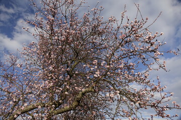 Almond tree (Prunus dulcis) in early blossom under a cloudy march sky (horizontal), Gimmeldingen, RLP, Germany