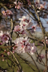 Beautiful almond blossom (Prunus dulcis) in early stage, concept: spring, romance, end of winter (vertical), Gimmeldingen, RLP, Germany