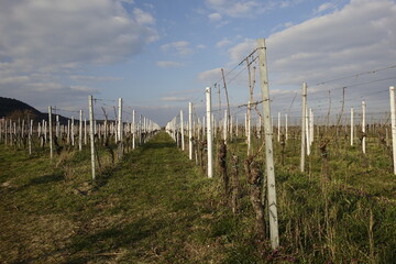 Fototapeta na wymiar Still empty vineyard in the twilight, cold March afternoon (horizontal), Gimmeldingen, RLP, Germany