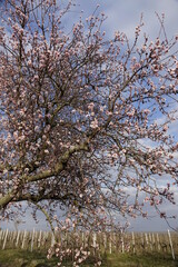 Fototapeta premium Almond tree (Prunus dulcis) in early blossom under a cloudy march sky in front of an empty vineyard (vertical), Gimmeldingen, RLP, Germany