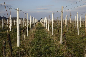 Fototapeta premium Still empty vineyard in the twilight, cold March afternoon (horizontal), Gimmeldingen, RLP, Germany