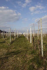 Fototapeta na wymiar Still empty vineyard in the twilight, cold March afternoon (vertical), Gimmeldingen, RLP, Germany