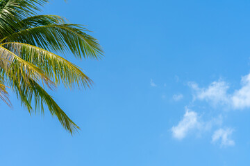Palm tree with blue sky and cloud