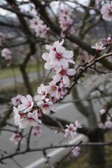 Close up of beautiful almond blossoms (Prunus dulcis), concept: spring, romance, end of winter (vertical), Gimmeldingen, RLP, Germany
