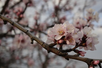Close up of beautiful almond blossoms (Prunus dulcis) at early march afternoon dusk, focus on left blossom, concept: spring, romance, end of winter (horizontal), Gimmeldingen, RLP, Germany
