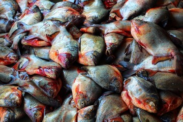 Big size pacu pirhana look alike fish on ground in indian fish market