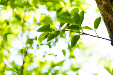 Fototapeta na wymiar Fresh and green leaves for background