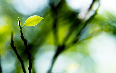 New buds on branch  in spring