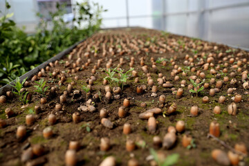 Quercus robur sprouting acorns in greenhouse