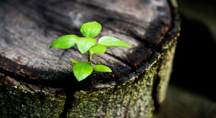 Young green plant growing on dead stump