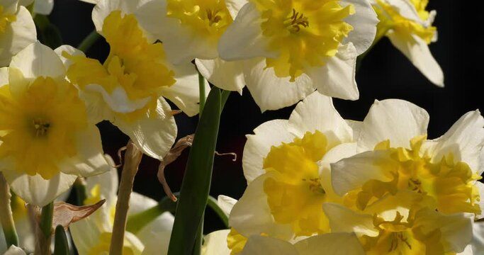 Narcissus. Various common names includ daffodil,narcissus and jonquil