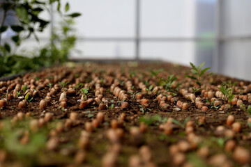 Quercus robur sprouting acorns in greenhouse