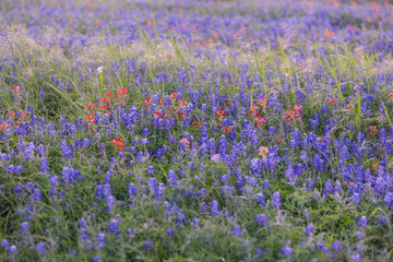 Obraz premium Bluebonnet fields in Texas hill country Near Brenham. Spring wildflower meadows,indian paintbrush.