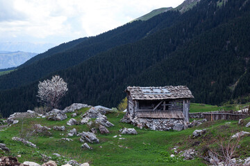 amazing spring landscapes on a sunny day.ARTVİN.TURKEY