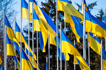 several national flags of Ukraine flutters in the wind