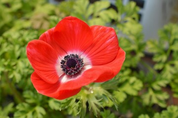 Fototapeta premium 庭のアネモネ Anemone coronaria ボタンイチゲ（牡丹一華） 赤色