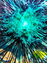 Foto op Plexiglas Aquablauw zee-egel