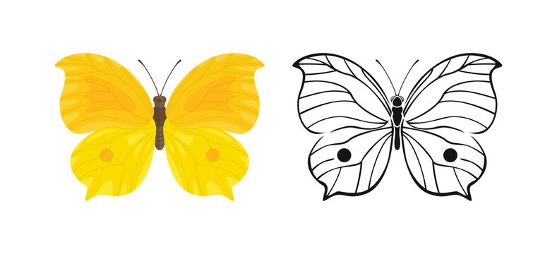 Beautiful Yellow Butterfly set. Vector cartoon flat illustration of insect and outline silhouette. 