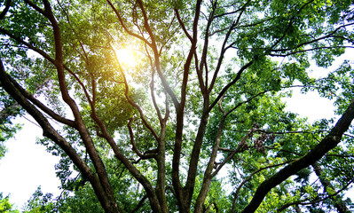 Sunlight through a green tree in the forest