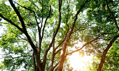Sunlight through a green tree in the forest