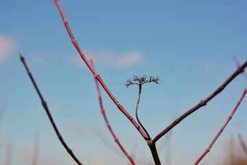 branches of a tree in winter