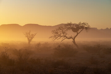 Fototapeta na wymiar morning fog in desert