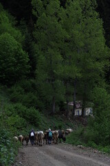 amazing spring landscapes on a sunny day.ARTVİN.TURKEY