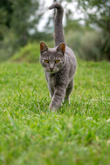 Naklejka na ściany i meble Gato pequeño gris caminando por el pasto verde en un dia soleado