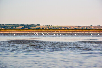 Obraz premium Near the bank of a large river, many swans are located along the horizon in the water in shallow water.