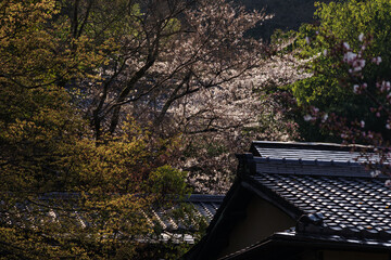 Obraz premium 日本の家屋と桜の咲く風景