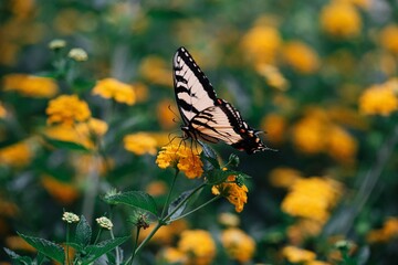 Butterfly on yellow flowers