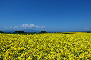 Obraz premium 横浜町の菜の花畑。横浜、青森、日本。5月中旬。