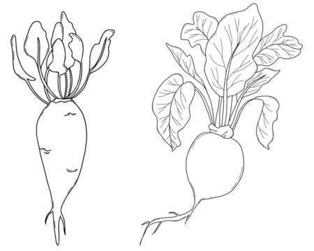 Two vegetables - sweet beet and simple round beet with leaves. Harvest. Vector illustration. Linear hand drawing, outline