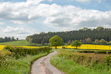 Yellow canola fields in the summertime.