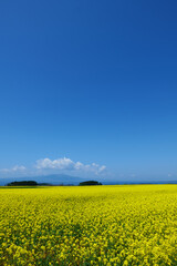 Obraz premium 横浜町の菜の花畑。横浜、青森、日本。5月中旬。