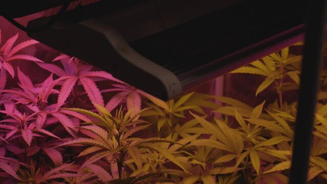 home grow marijuana cannabis blowing in wind inside home grow tent with artificial full spectrum LED lighting fan blowing pan up disappear into darkness