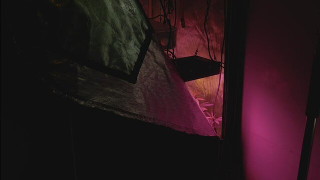 peak of discreet home DIY legal medical marijuana grow setup in small reflective tent with full spectrum LED lights and fan blowing wind on plants reversing stabilized