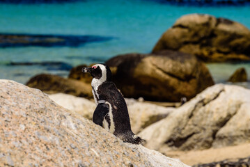 Detailed photo of a pinguin in Boulder's Beach near Cape Town.