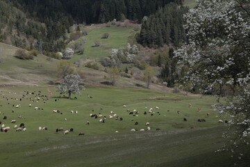  sheep grazing on the green meadows with mountains in backdrop.artvin .Turkey