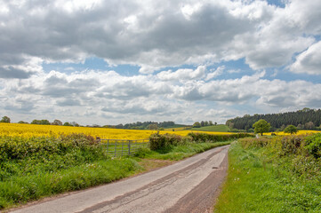 Fototapeta na wymiar Yellow canola fields in the summertime.