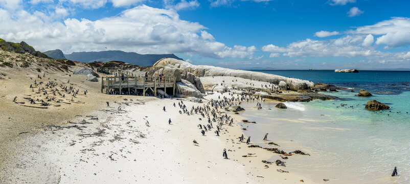 The penguin colony in Boulder's Beach near Cape Town in South Africa.
