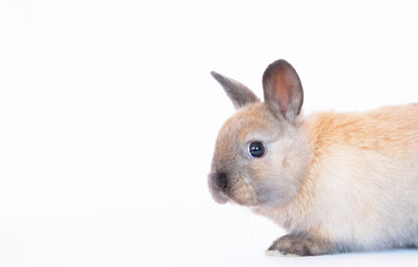pet rabbits isolated on white background