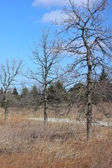 tree in the middle of nowhere
