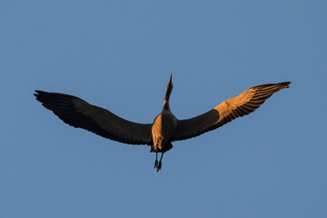 Crane, Grus grus flying against the sky - Barycz Valley. One large bird in the sky, a loner in the air, a symbol of freedom and independence, one of the largest birds in the world