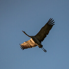 Crane, Grus grus flying against the sky - Barycz Valley. One large bird in the sky, a loner in the air, a symbol of freedom and independence, one of the largest birds in the world