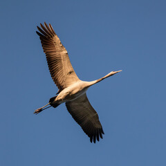 Crane, Grus grus flying against the sky - Barycz Valley. One large bird in the sky, a loner in the air, a symbol of freedom and independence, one of the largest birds in the world